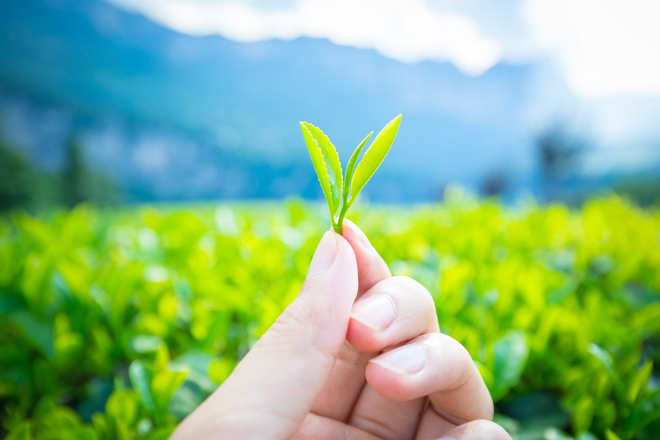 Beautiful tea leaf