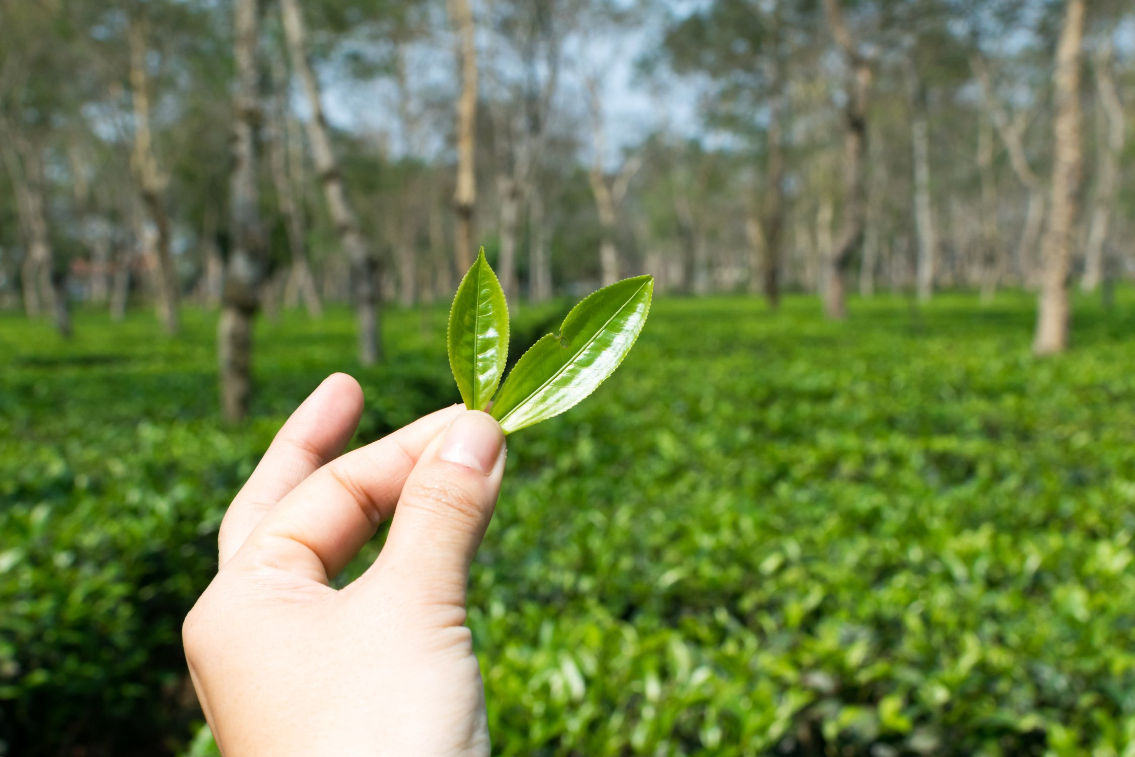 Assam tea garden at Dibrugarh